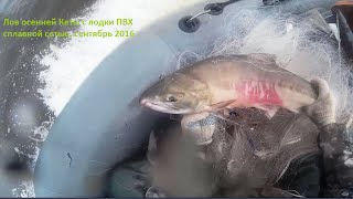 Рыбалка сетями. Лов  Кеты, на Амуре с лодки ПВХ сплавной сетью. Russian SALMON.