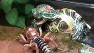 red eared slider turtles VS Potato Bug