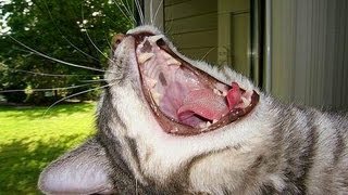 EL LENGUAJE DE LOS GATOS. Cómo entender a tu gato. LENGUAJE CORPORAL