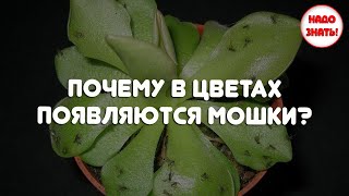 Почему в цветах появляются мошки: главные причины?