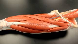 MUSCULAR SYSTEM ANATOMY: Anterior thigh muscles model description. Somso