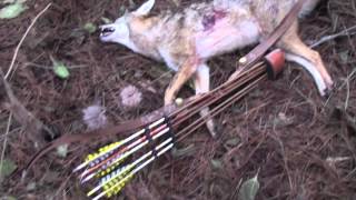 Running Coyote shot with Recurve!