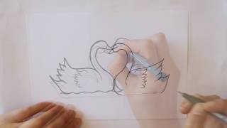 Cómo dibujar Dos Cisnes con un Corazón Dibuja Conmigo Dibujos de Animales