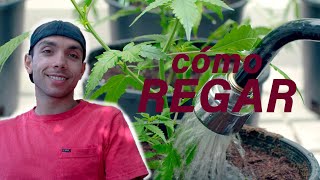 ¿Cuándo y cómo regar una planta de Marihuana? - Consejos de Riego