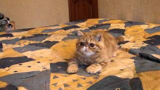 Рыжий котенок экзот