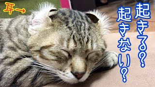 【ドッキリ】！？寝てる猫の耳をめくってみたw