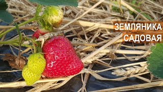 ВЫРАЩИВАНИЕ ЗЕМЛЯНИКИ. ПЕРВЫЙ ОПЫТ. КФХ Игоря Дмитриева