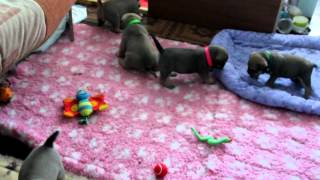 Щенки Кадебо