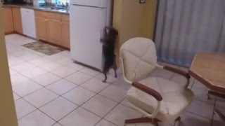 Собака достает еду из холодильника