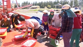 Ngư dân Quảng Trị phấn khởi vì cá cơm được mùa, được giá