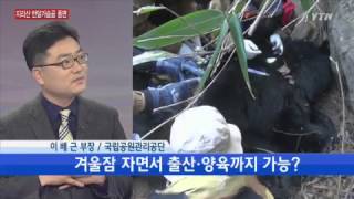 지리산 반달가슴곰 동면 시작 [이배근, 국립공원관리공단 부장] / YTN