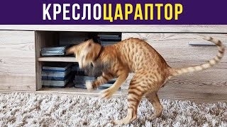 Приколы с котами. КРЕСЛОЦАРАПТОР | Мемозг #149