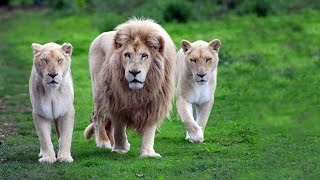 الفيلم الصيني المنفّذ للممثل بطل الأكشن جت لي مع الطفل الصغير