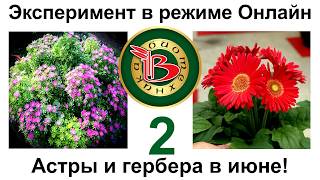Попросим Астры и Герберу цвести в июне! 2-й выпуск.Эксперимент - конкурс в режиме Онлайн.