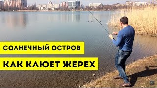 Ловля жереха на спиннинг. Рыбалка в Краснодаре на Солнечном острове | Barrakuda show asp fish