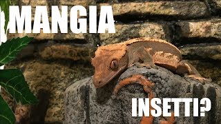 Cosa MANGIA il mio GECO CILIATUS? Come dare INSETTI Vivi?