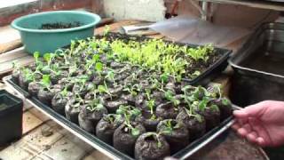 Winter Gardening 1