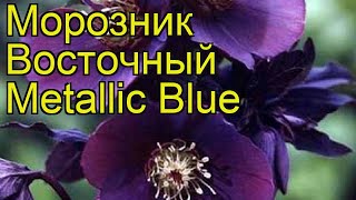 Морозник восточный Металлик Блю. Краткий обзор, описание helleborus orientalis Metallic Blue
