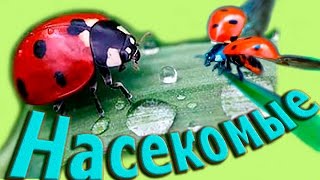 Насекомые животные для детей дикие животные леса развивающие мультфильмы