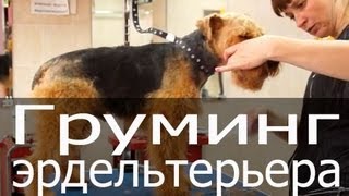 Груминг эрдельтерьера, стрижка эрдельтерьера под машинку, стрижка тримминг эрделя