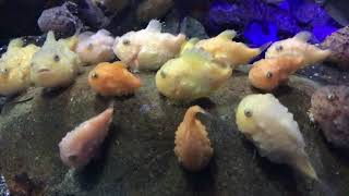 フウセンウオが可愛いすぎる！！新江ノ島水族館