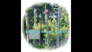 Repiquage de roses trémières - Monjardindansleslandes