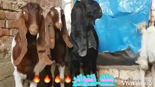 دكر قبرصي اسمر و4 نتايات هجين حجازي درجه اولي ..طنطا..01153553100..01273943511