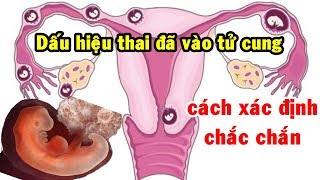 Dấu hiệu thai đã vào tử cung | Cách xác định chắc chắn thai đã vào tử cung