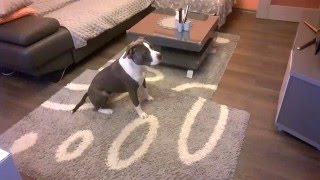 Blue Amstaff Hans tricks