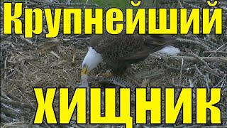 Белоголовый орлан Хищные птицы крупнейший хищник планеты вебкамера на гнезде белохвостого орлана / 4