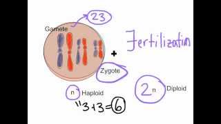 Unit 5, Day 1 - Meiosis (Part 1 of 2)