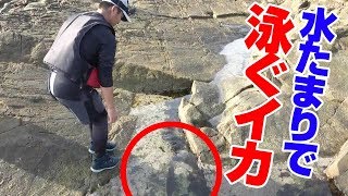 夏のアオリイカを釣りに行ったら…