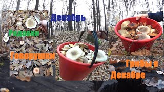 Грибы в Декабре. часть 2 Alex Pro