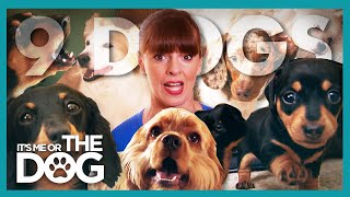 Six Owners and Nine Dogs All in a Single Home! | It's Me or The Dog