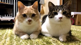 こむぎ＆だいずの喧嘩おさめ