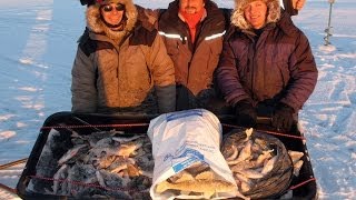 Окунь на блесну зимой на Рыбинке