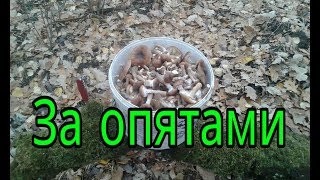ГРИБЫ ОПЯТА!Да их там тьма!