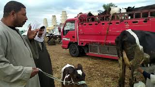 اسعار البقر الحلاب فى سوق الاحد بدمنهور البحيرة 29/12/2019