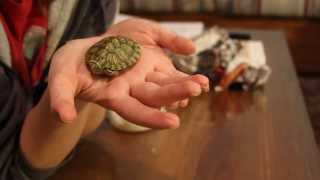 Unboxing my New Turtle