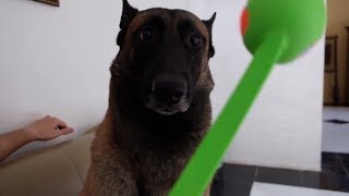 KADO SPECIAL UNTUK SPARTA | SPARTA THE BELGIAN MALINOIS