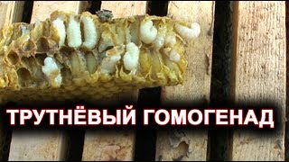 Трутневый гомогенад.