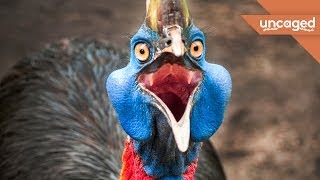 The Most Terrifying Bird On The Planet