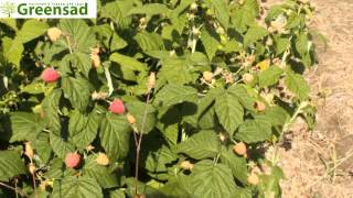 Малина ремонтантная "Пингвин" - видео-обзор от Greensad