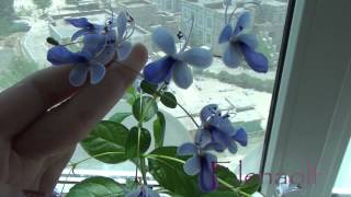 Клеродендрум угандийский Clerodendrum ugandense Цветение