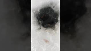 Подледный лов хариуса на чукотке. Такой рыбалки больше нет нигде!!!!!
