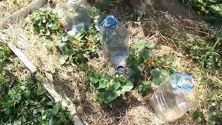 Увидела свою КЛУБНИКУ! ???  обзор СОРТОВ (с АВТОПОЛИВОМ в открытом грунте) через 2 месяца