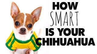 Dog training your Chihuahua? Just how smart are they? | Sweetie Pie Pets