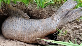 New Fishing 2020 - Catching Big Snakehead Fish In Dry Season - Unique Fishing 2020