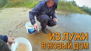 Спасаем щурят из лужи! Дождь испортил планы.Отпускаем щук в новый дом!