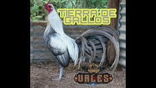 TIERRA DE GALLOS — LOS VALES DE MICHOACAN 2010